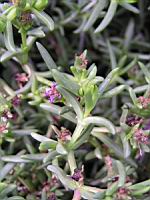 Delosperma pruinosum (fam Aizoacees) (Afr. du sud) (3) (Photo F. Mrugala)